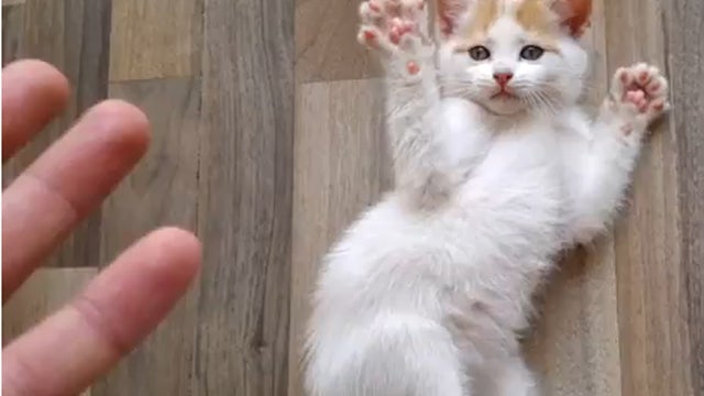 Hands_up_kitten_copy.jpg 