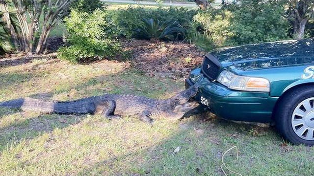 Alligator bites police car, holds on 