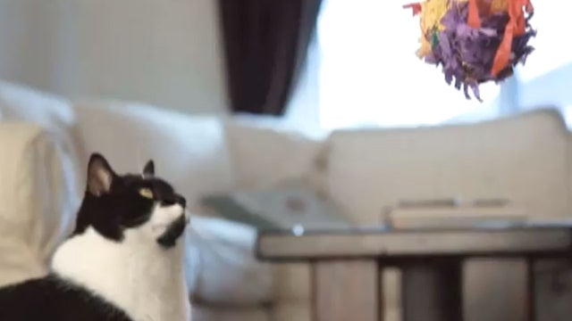 cat vs pinata 