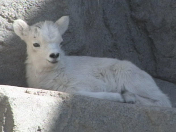baby-goat 