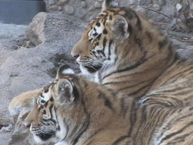 tiger-cubs 