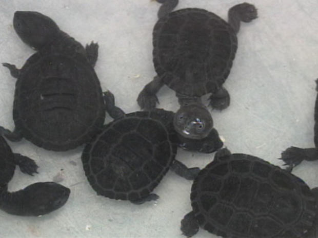baby-turtles 