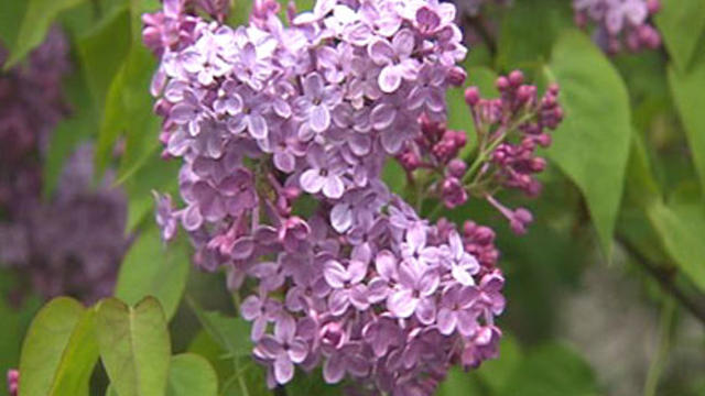 lilacs.jpg 