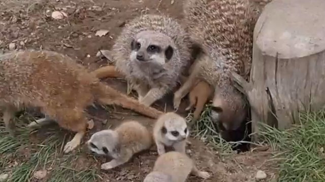 meerket therapy 