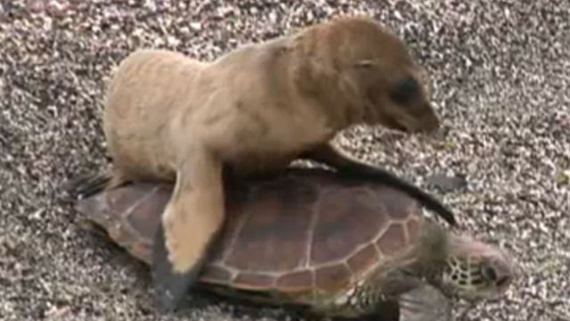 sea lion on turtle 