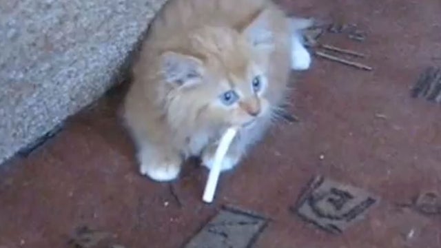 smoking kitty 