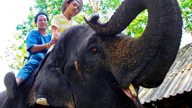 Elephants vs. autism in Thailand 