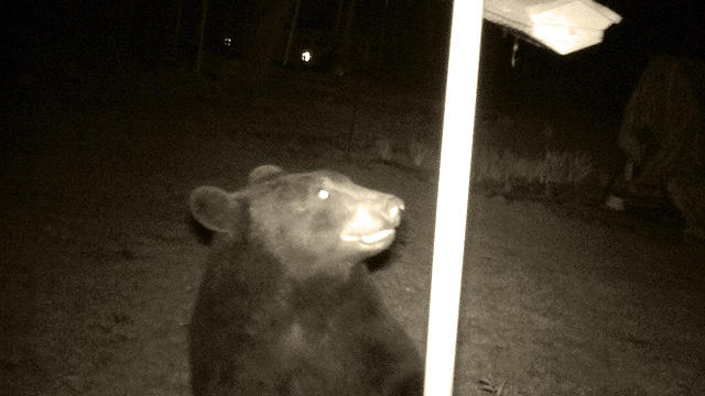 dakota-county-bear.jpg 