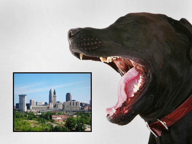 dog bites, dogs, cities, cleveland, ohio 