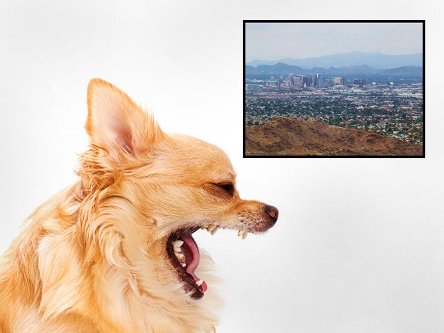dog bites, dogs, cities, phoenix, arizona 