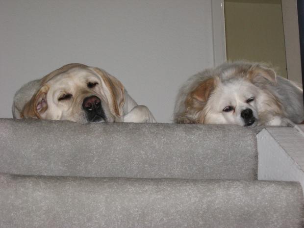 dogs_asleep_at_top_of_stairs.jpg 