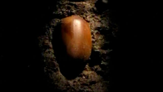 acorn_5.jpg 