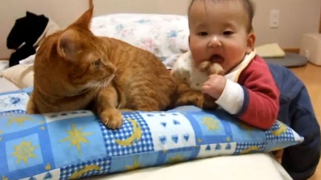 baby and cat 