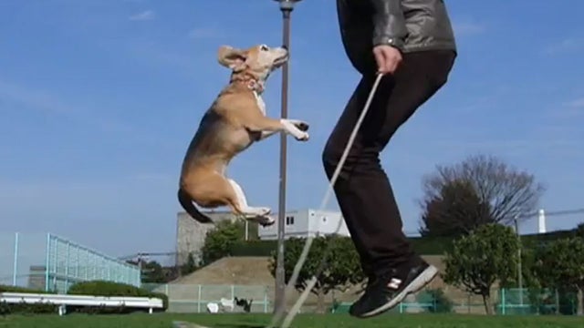 jump rope dog 