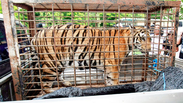 Thai police arrest suspected tiger trafficker 