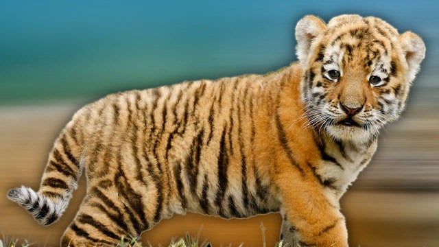 Toy tiger causes UK police alert 