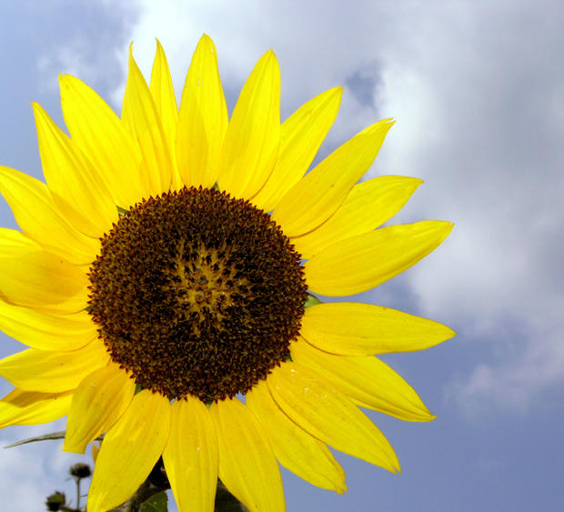 copy-of-sunflower_natgirish.jpg 