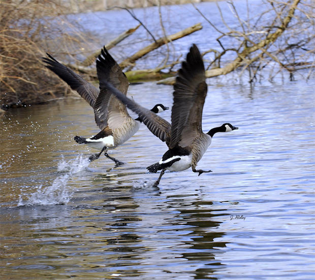 geese-in-flight_ridleyjm.jpg 