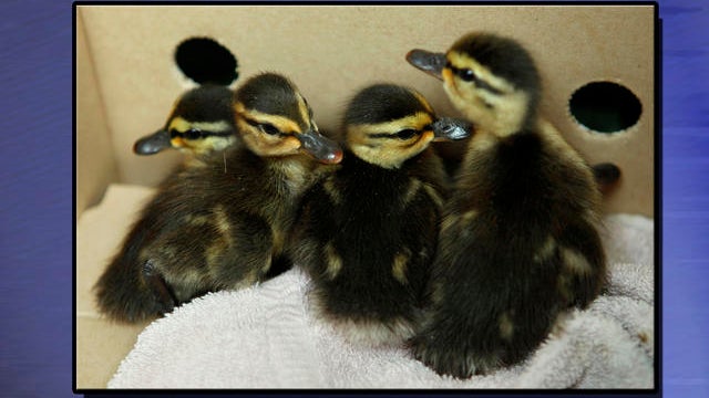 dc_ducklings.jpg 