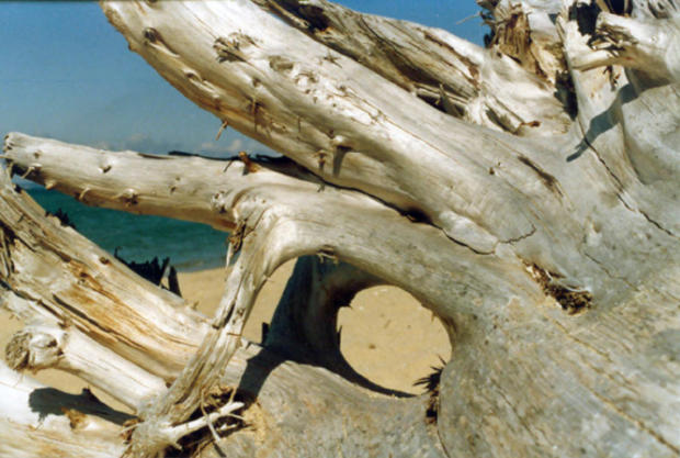 driftwood-at-sleeping-bear_tdavis8844.jpg 
