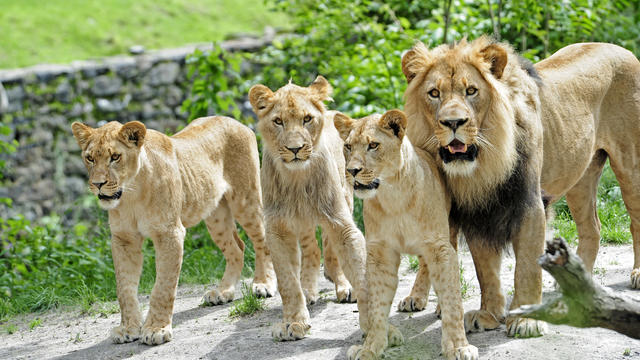 lion-cubs.jpg 