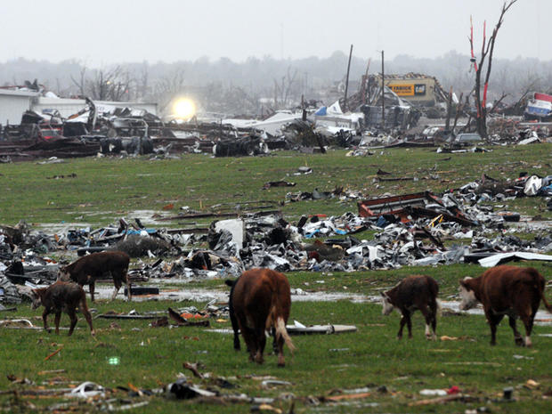 Displaced cattle walk through debris 