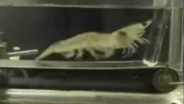 shrimp on treadmill 