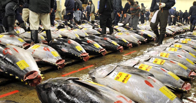 Bluefin tuna kept off endangered species list CBS News