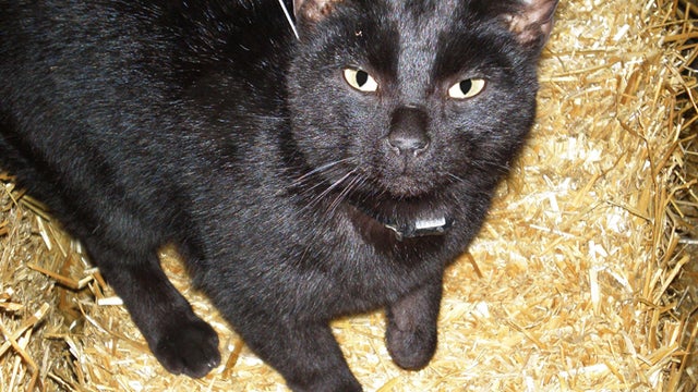 cat tracked for study 
