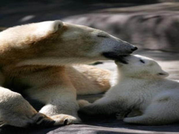 Chicago Polar Bear Cub Delights Zoo Visitors 