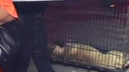 pit-bull.jpg?w=420&h=316 