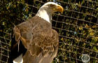 Bald eagles, Catalina Island, California 