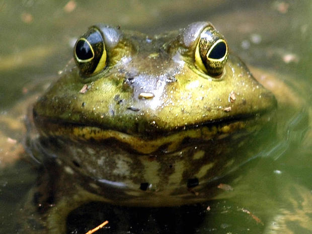 California high school bans frog dissections, goes virtual 