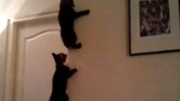 Spider-Cats.jpg 