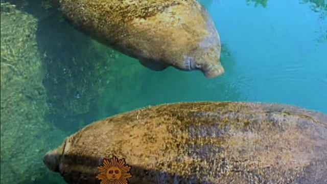 sm_605_manatee.jpg 