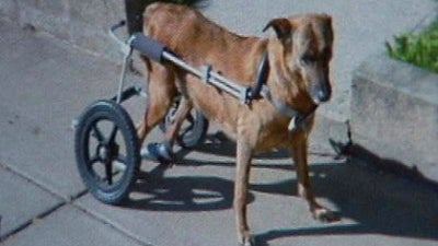 dog-wheelchair.jpg 