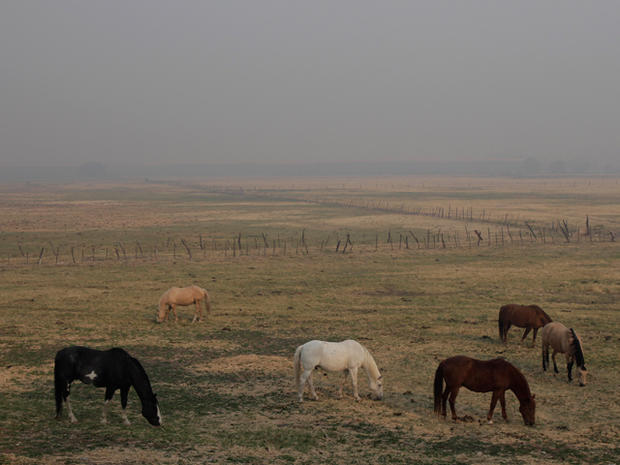 Horses graze in a field as smoke from the Wallow wildfire fills 