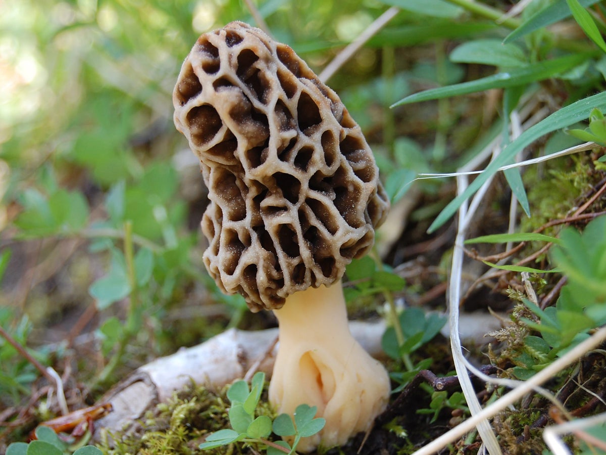 Morel_Wikimedia_Mary_Smiley.jpg 
