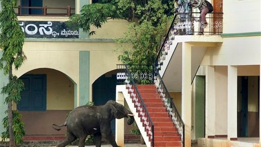 One of two wild elephants that went on rampage June 8, 2011 in Mysore, in southern Indian state of Karnataka. One man was killed. The animals were caught, tranquilized and returned to the wild. 