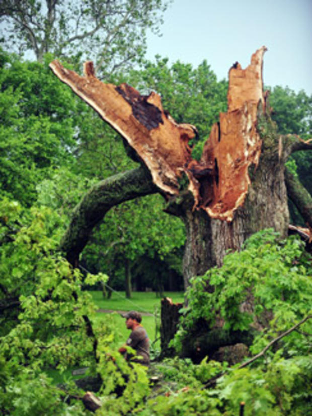 500-year-old Ohio tree 