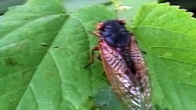 cicadas_608.jpg 