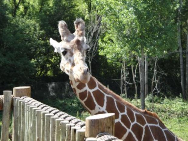 Giraffe At Minnesota Zoo 