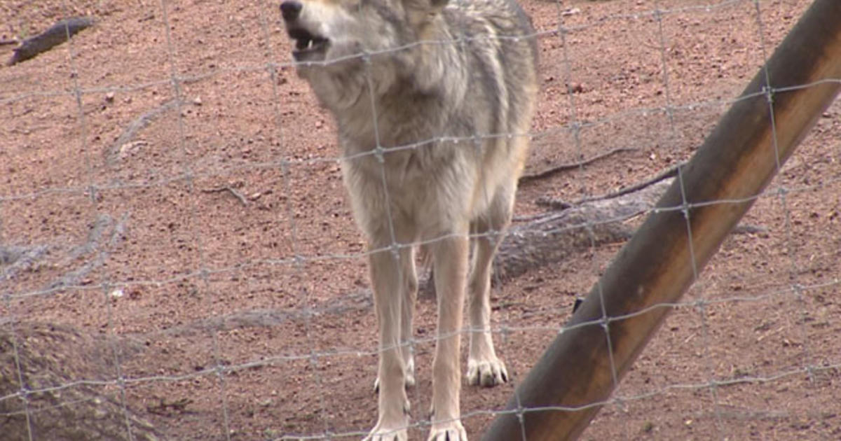 Top Wild Animal Sanctuaries In Colorado - CBS Colorado