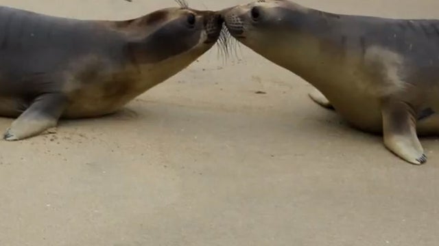 kissing seals 