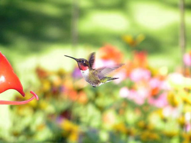 hummingbird_ablyons2005.jpg 