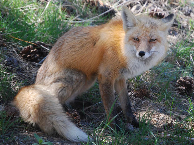 colorado-foxes1.jpg 