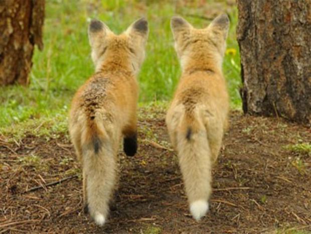 colorado-foxes.jpg 