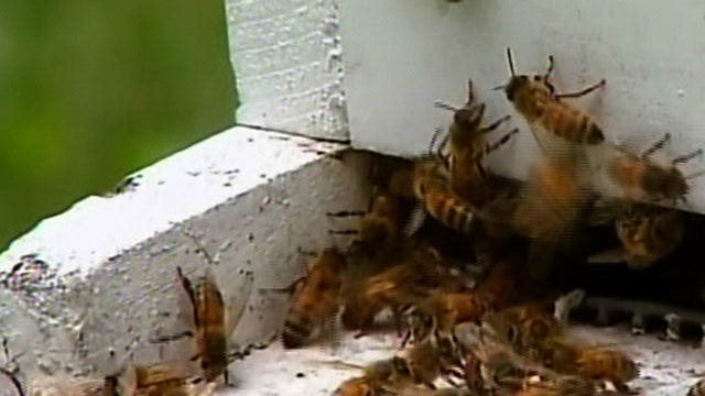 bees_615.jpg 