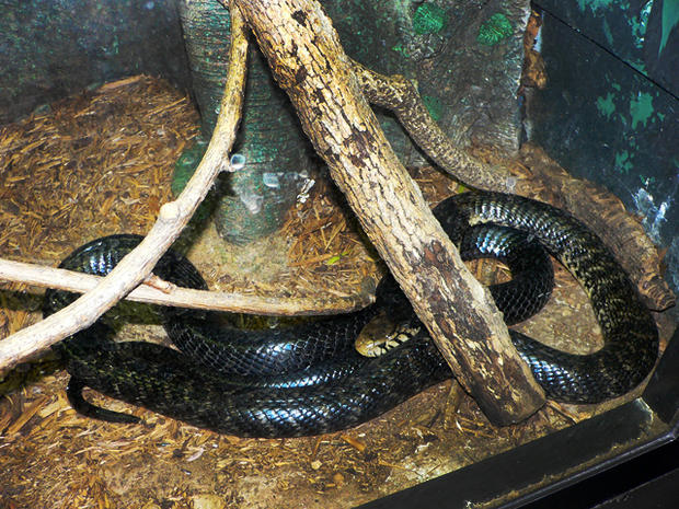 forest cobra, snakes, venomous 