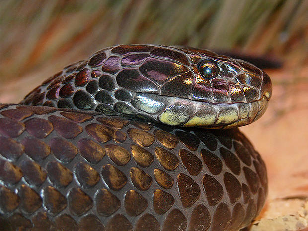tiger snake, notechis scutatus, poisonous, venomous, dangerous, snakes 